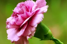 康乃馨养护窍门，注意这几点，不再黄叶烂根，叶片碧绿，四季开花视频封面