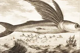 1655年，荷兰使团谒见顺治，画下100多幅插图的游记，风格魔幻视频封面