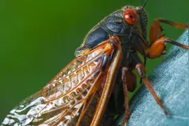 为什么现在的知了越来越少了？说出来你不敢相信