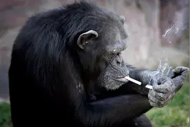 动物园实拍黑猩猩边抽烟边喝酒，它一定是一只有故事的猩猩视频封面
