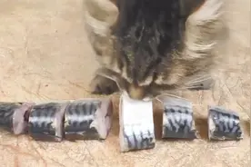 主人把鱼切成七段，试验猫咪吃鱼的顺序，看来猫咪对鱼吃法很讲究