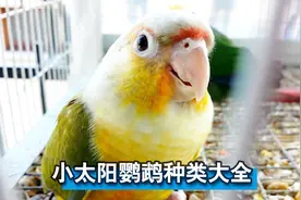 小太阳鹦鹉种类大全，给你逐一介绍，看完涨知识了视频封面