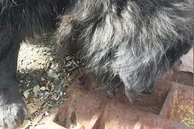 带狗狗散步时盯着下水道就是不走，接着露出祈求的目光：快，救命视频封面