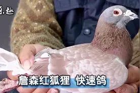信鸽鉴赏：詹森血统，至尊红龙王，快速赛鸽视频封面