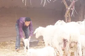 甘肃羊肉为啥这么好吃，看了养羊人的养殖方法，瞬间明白了视频封面