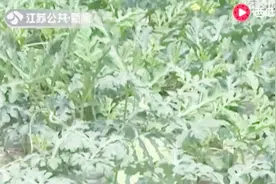 一根藤上一个瓜！江苏西瓜上市 每斤5元左右仍然供不应求视频封面