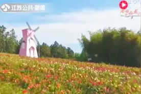 太美了！千亩玫瑰竞相绽放 汇成色彩与香味海洋视频封面