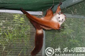 镇巴县解救一只珍稀保护动物放归大自然图片