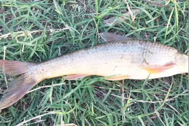 黄河野钓收获贡品鱼，北方铜鱼又叫鸽子鱼，古代上贡朝廷的鱼种