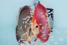 水族店实拍神仙鱼繁殖缸，号称药罐子的观赏鱼，它不吃鱼苗呢？视频封面