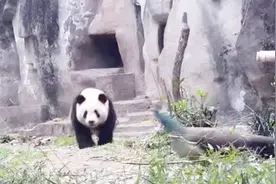 这熊猫太欠揍了，追着孔雀跑半天还拔人家的毛！视频封面