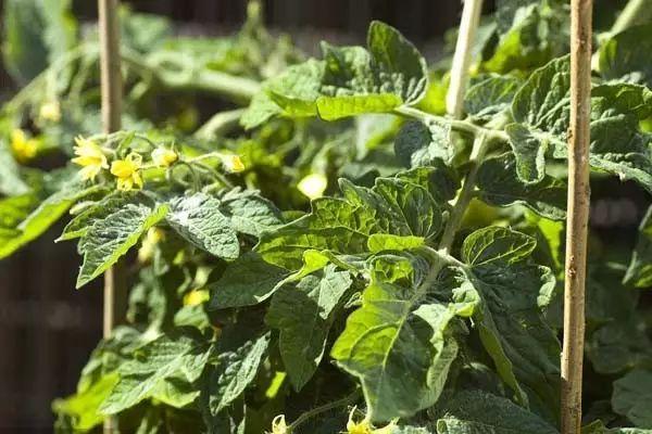 都叫芸苔素内酯，为什么差别那么大？应该正确认识