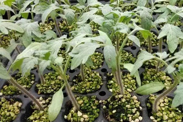 都叫芸苔素内酯，为什么差别那么大？应该正确认识