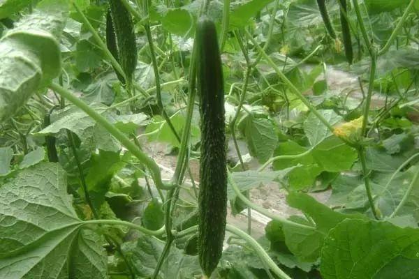都叫芸苔素内酯，为什么差别那么大？应该正确认识