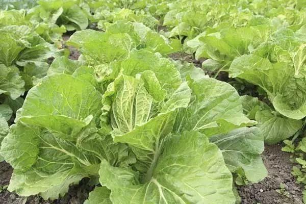 都叫芸苔素内酯，为什么差别那么大？应该正确认识