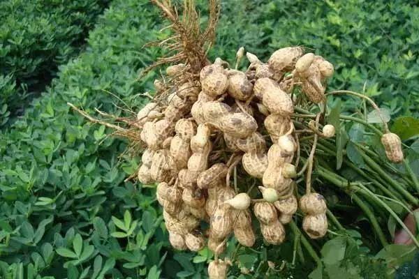 都叫芸苔素内酯，为什么差别那么大？应该正确认识