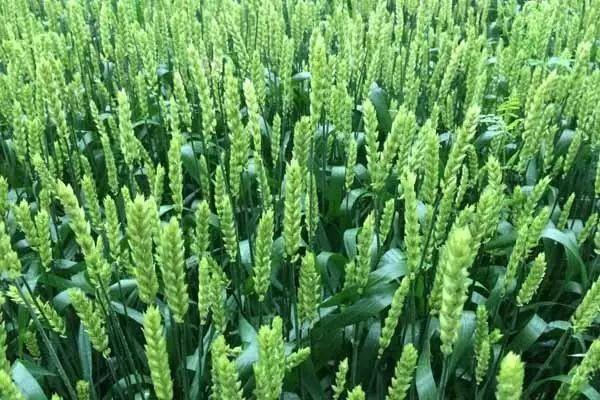 都叫芸苔素内酯，为什么差别那么大？应该正确认识