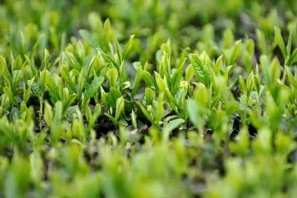 都叫芸苔素内酯，为什么差别那么大？应该正确认识