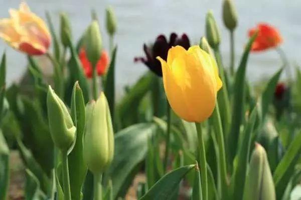 都叫芸苔素内酯，为什么差别那么大？应该正确认识