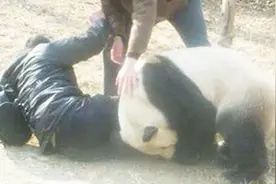 为什么国宝大熊猫伤了人！不会被击毙！看完恍然大悟！视频封面