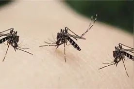 啤酒灭蚊比蚊子药还管用，只需1个塑料杯，蚊子再也不敢进家门！视频封面