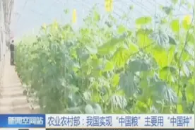 中国种子研发成果喜人 基本实现“中国粮”用“中国种”！视频封面