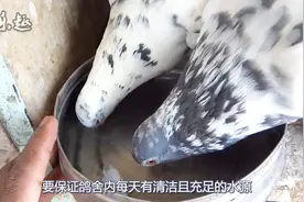 夏季鸽子防脱水，教你几招方法，来学学