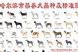 哈尔滨养犬新规范！39种犬禁养 每户只能养一只视频封面