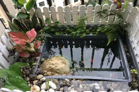 阳台上建造的沼泽过滤迷你池制作教程图片