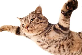 猫逮苍蝇，一爪子下去“收获颇丰”姿势笑抽主人，网友：这猫想飞