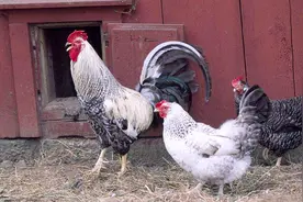 鸡在夜晚如何自行回窝的呢？答案万万没想到