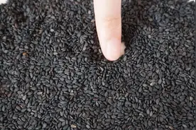 芝麻也有染色芝麻！学会这3招鉴别方法，以后买黑芝麻才不被坑视频封面
