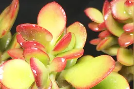 黄金花月玉树多肉植物中的贵族名称，砍头繁殖后三周的变化视频封面