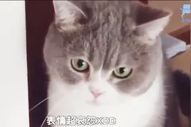 小肉干被幕后黑手拦截，小灰猫看着到嘴的肉被抢，一脸的哀怨！视频封面