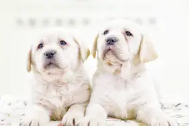 如何给狗狗测量身高体长视频封面