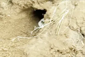 在野外，兔子原来是这样打洞的，看完长见识了