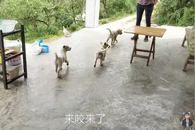 狗狗会看家了，看到有人来了立马汪汪叫视频封面
