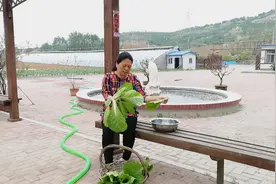 这白菜叶洗洗就吃？东北人最爱“超简单菜包饭”，胖嫂的家常做法视频封面