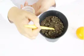 花艺师教你，家里栽橘子盆景，吃完桔子籽别扔，留着播种立马发芽视频封面