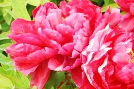 5月19日早上好！最简单的祝福送给最牵挂的你，周末愉快！视频封面