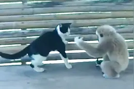 猴子就是猫的克星，打又打不过，跑又跑不掉视频封面