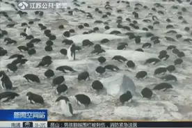 澳大利亚：延时摄影记录南极企鹅“爱情生活”视频封面