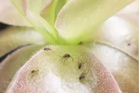 养花土里小飞虫泛滥，教你几招，轻轻松松驱除掉视频封面