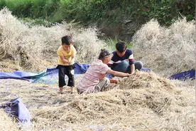 邻居收割1亩6分田的油菜，大家猜猜能产几百斤油菜籽？