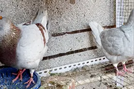 没见过这么大的鸽子，和鸡一样大还不会飞，你们见过这种鸽子吗？