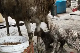 农民大爷养殖山羊，年收入比打工强10倍，说出真实利润，你信吗？视频封面