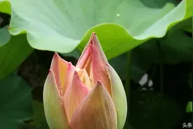 荷花池的荷花露出了花蕾，香气淡雅视频封面