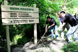支付宝有了新玩法，除了种树还能保护四川大熊猫栖息地