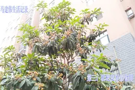 又到了枇杷成熟的季节，枇杷果食用有5大禁忌，你知道吗视频封面