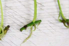 花艺师教你，扦插水培繁殖绿萝，这么插疯狂长根，成活率百分百视频封面